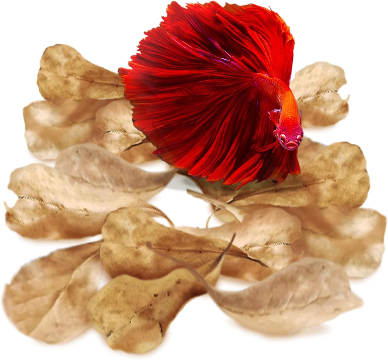 Img